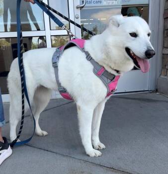 Tyree -  Husky Dog for Adoption in Fort Lupton, Colorado - Tyree | PetCurious