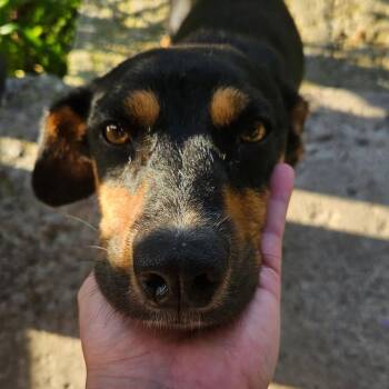 Josie -  Beagle and Black And Tan Coonhound Dog for Adoption in Eureka Springs, Arkansas - Josie | PetCurious