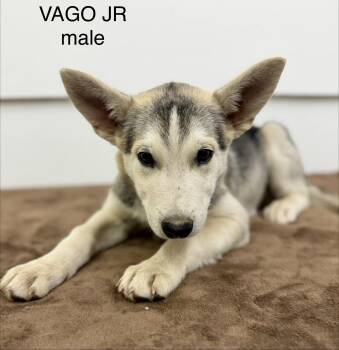 Vago Jr 0126 -  Husky and Labrador Retriever Dog for Adoption in Sonora, California - Vago Jr 0126 | PetCurious