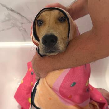 Buck -  Mountain Cur and Mixed Breed Dog for Adoption in Hobe Sound, Florida - Buck | PetCurious