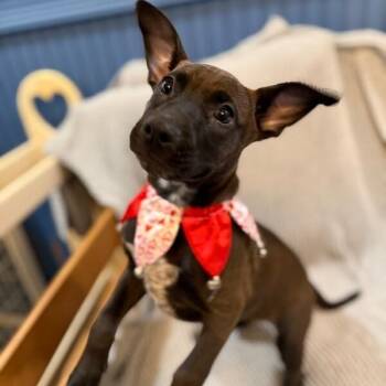 Pit Bull Terrier and Labrador Retriever Dogs Available for Adoption - Toasty Honey Butter | PetCurious