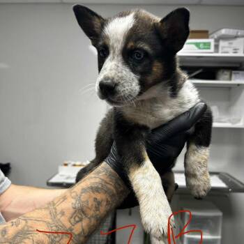 Husky and Australian Cattle Dog Blue Heeler Dogs Available for Adoption in Manhattan, Kansas - Bindi | PetCurious