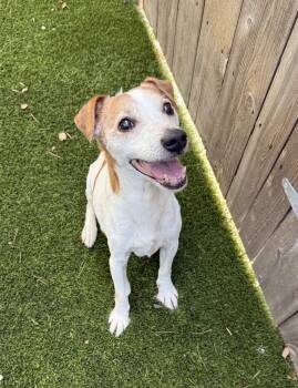 Wesley -  Jack Russell Terrier Dog for Adoption in Mission Viejo, California - Wesley | PetCurious