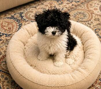 Little Bit -  Shih Poo Dog for Adoption in Union Grove, Wisconsin - Little Bit | PetCurious