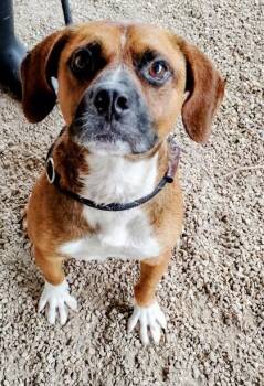 Bocephus -  Mixed Breed Dog for Adoption in Port St. Joe, Florida - Bocephus | PetCurious
