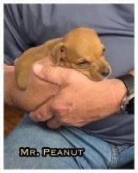 Mr. Peanut -  Chihuahua Dog for Adoption in Milton, Georgia - Mr. Peanut | PetCurious