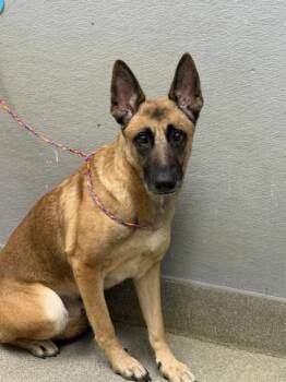 JUNGLE VINE -  Belgian Shepherd Malinois Dog for Adoption in Las Vegas, Nevada - JUNGLE VINE | PetCurious