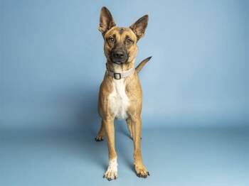 ENZO -  German Shepherd Dog Dog for Adoption in Phoenix, Arizona - ENZO | PetCurious