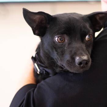 Chester 22529 -  Chihuahua and Mixed Breed Dog for Adoption in Cumming, Georgia - Chester 22529 | PetCurious