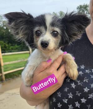 Butterfly -  Papillon Dog for Adoption in Wheelersburg, Ohio - Butterfly | PetCurious