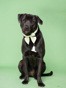 Labrador Retriever and Mixed Breed Dogs Available for Adoption - ROME | PetCurious