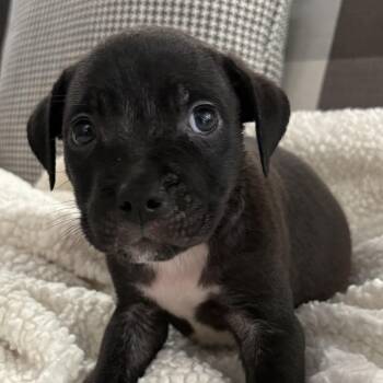 Pit Bull Terrier Dogs Available for Adoption in Chicago, Illinois - Hank ~ Coming Soon!!! | PetCurious