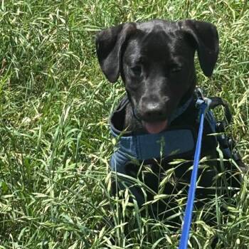 Chimi -  Black Labrador Retriever and Labrador Retriever Dog for Adoption in South Saint Paul, Minnesota - Chimi | PetCurious