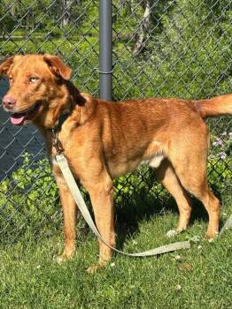 Orville -  Golden Retriever and Husky Dog for Adoption in Warren, Pennsylvania - Orville | PetCurious
