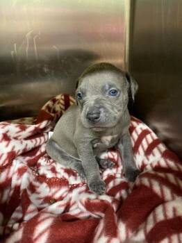 Mixed Breed Dogs Available for Adoption - Oz | PetCurious