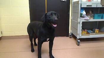 Labrador Retriever and Mixed Breed Dogs Available for Adoption - GOOF | PetCurious