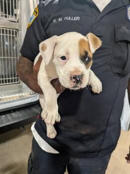 KATYA -  Pit Bull Terrier and Mixed Breed Dog for Adoption in Dayton, Ohio - KATYA | PetCurious