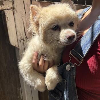 MJ -  Pomeranian Dog for Adoption in Sonoma, California - MJ | PetCurious