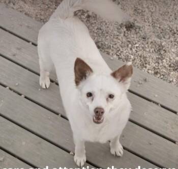 Rescue Chihuahua Dogs for Adoption in Pumpkin Center, California - Mamma Mia | PetCurious