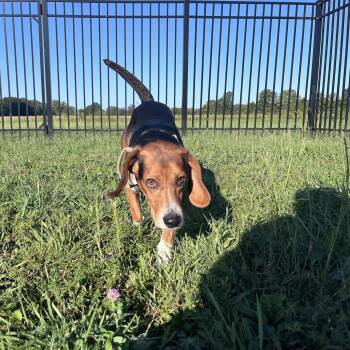 Wishbone -  Beagle Dog for Adoption in West Jefferson, Ohio - Wishbone | PetCurious