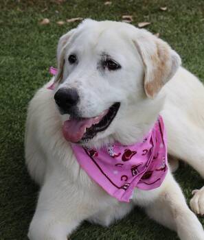 Maeve -  Great Pyrenees and Labrador Retriever Dog for Adoption in Fort Worth, Texas - Maeve | PetCurious