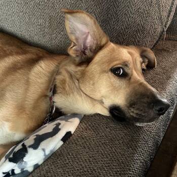 Lola Tung -  German Shepherd Dog and Mixed Breed Dog for Adoption in Lenexa, Kansas - Lola Tung | PetCurious