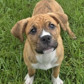 Santos -  Pit Bull Terrier and American Bully Dog for Adoption in Bryan, Texas - Santos | PetCurious