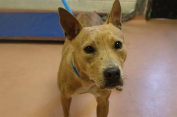 Rescue Mixed Breed Dogs for Adoption in Columbia, South Carolina - ETHAL | PetCurious