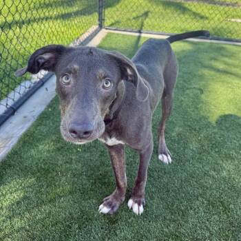 Brian -  Mixed Breed Dog for Adoption in Bradenton, Florida - Brian | PetCurious