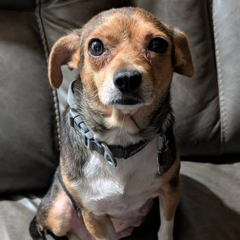 Daisy -  Beagle and Chihuahua Dog for Adoption in Covington, Washington - Daisy | PetCurious