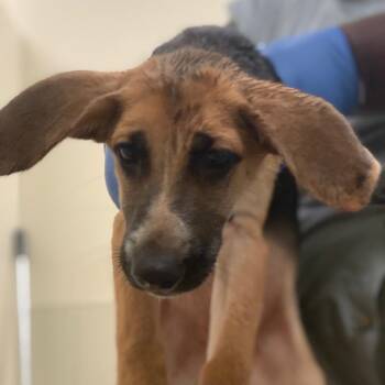 Zoey -  Hound and Shepherd Dog for Adoption in Lynchburg, Virginia - Zoey | PetCurious