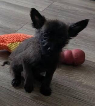 Terrier and Border Collie Dogs Available for Adoption - Ollie | PetCurious