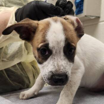 Skittle -  Mixed Breed Dog for Adoption in Murray, Utah - Skittle | PetCurious