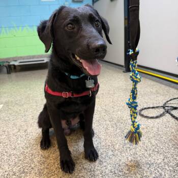 Dante -  Labrador Retriever and Shepherd Dog for Adoption in Falls Church, Virginia - Dante | PetCurious