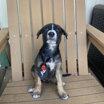 Peter -  Husky and Mastiff Dog for Adoption in Sonora, California - Peter | PetCurious