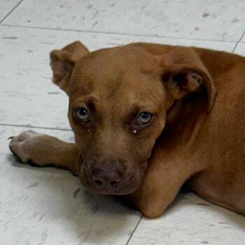 Billy Ray -  Mixed Breed Dog for Adoption in Jacksonville, Arkansas - Billy Ray | PetCurious