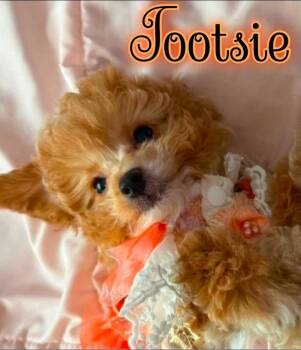 Tootsie -  Goldendoodle Dog for Sale in St. Cloud, Florida - Tootsie | PetCurious