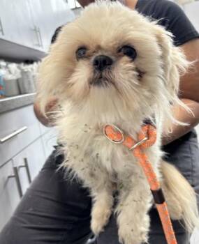 Mixed Breed Dogs Available for Adoption in West Chester, Pennsylvania - Johnny Cage | PetCurious
