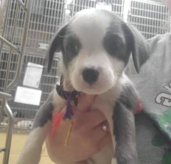 Australian Shepherd and Mixed Breed Dogs Available for Adoption in St. Louis, Missouri - CATERPILLAR | PetCurious