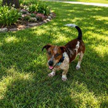 Jack -  Basset Hound and Beagle Dog for Adoption in Humble, Texas - Jack | PetCurious
