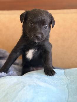 Dachshund and Mixed Breed Dogs Available for Adoption - Robin | PetCurious