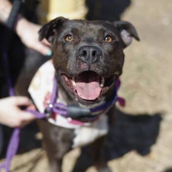 PUPASAURUS -  American Staffordshire Terrier Dog for Adoption in San Antonio, Texas - PUPASAURUS | PetCurious