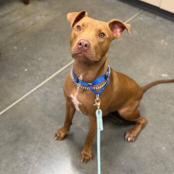 Lincoln -  Mixed Breed Dog for Adoption in Dickinson, Texas - Lincoln | PetCurious