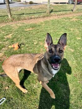 Valky -  Shepherd Dog for Adoption in Pine Grove, Pennsylvania - Valky | PetCurious