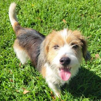 Cabbage Roll -  Beagle and Dachshund Dog for Adoption in Carencro, Louisiana - Cabbage Roll | PetCurious