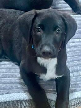 German Shepherd Dog and Labrador Retriever Dogs Available for Adoption - Baby Clyde | PetCurious