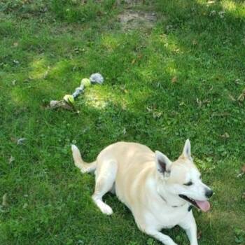 Lucy (and Cooper) -  Shiba Inu Dog for Adoption in De Soto, Kansas - Lucy (and Cooper) | PetCurious
