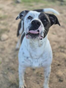 Rescue Pit Bull Terrier Dogs for Adoption in Dover, Arkansas - Peter Parker | PetCurious