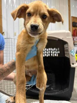 Australian Cattle Dog Blue Heeler Dogs Available for Adoption in Bolivar, Missouri - Chance | PetCurious
