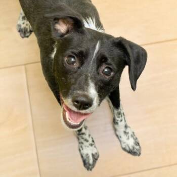 Border Collie and Mixed Breed Dogs Available for Adoption in St. Louis, Missouri - PAJAMAS | PetCurious